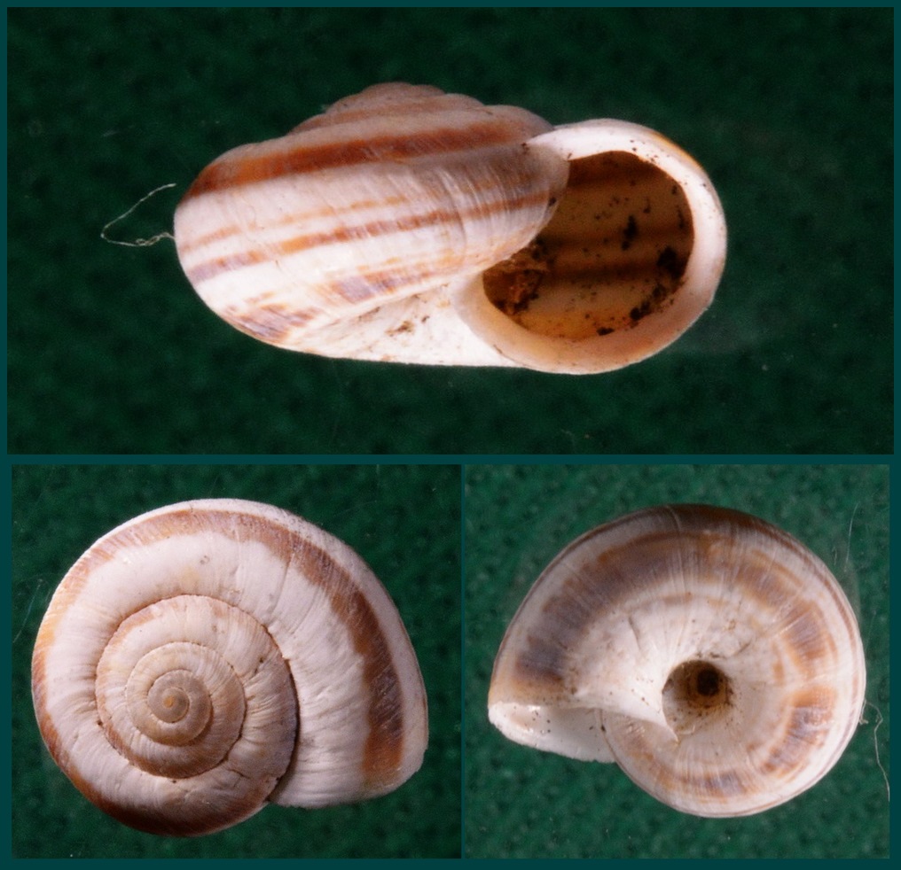 Cernuella neglecta